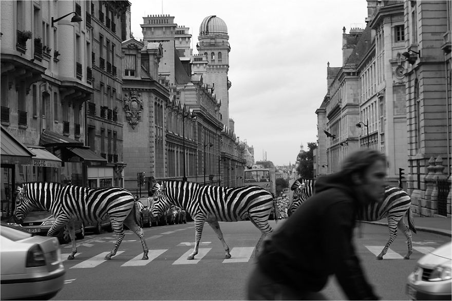 Zoo Animals Invade The Streets To Show What Tolerant Society Would Look Like Zoo Animals Invade The Streets To Show What Tolerant Society Would Look Like