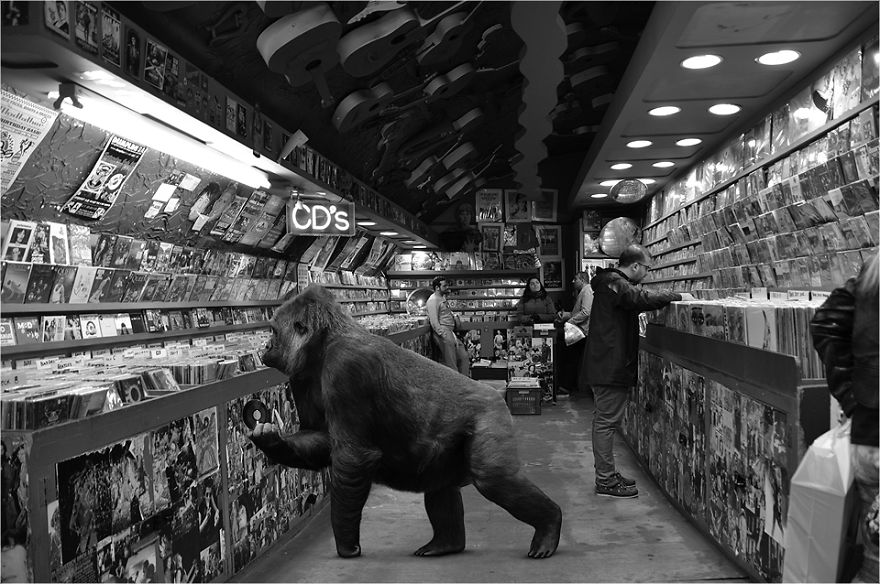 Zoo Animals Invade The Streets To Show What Tolerant Society Would Look Like Zoo Animals Invade The Streets To Show What Tolerant Society Would Look Like