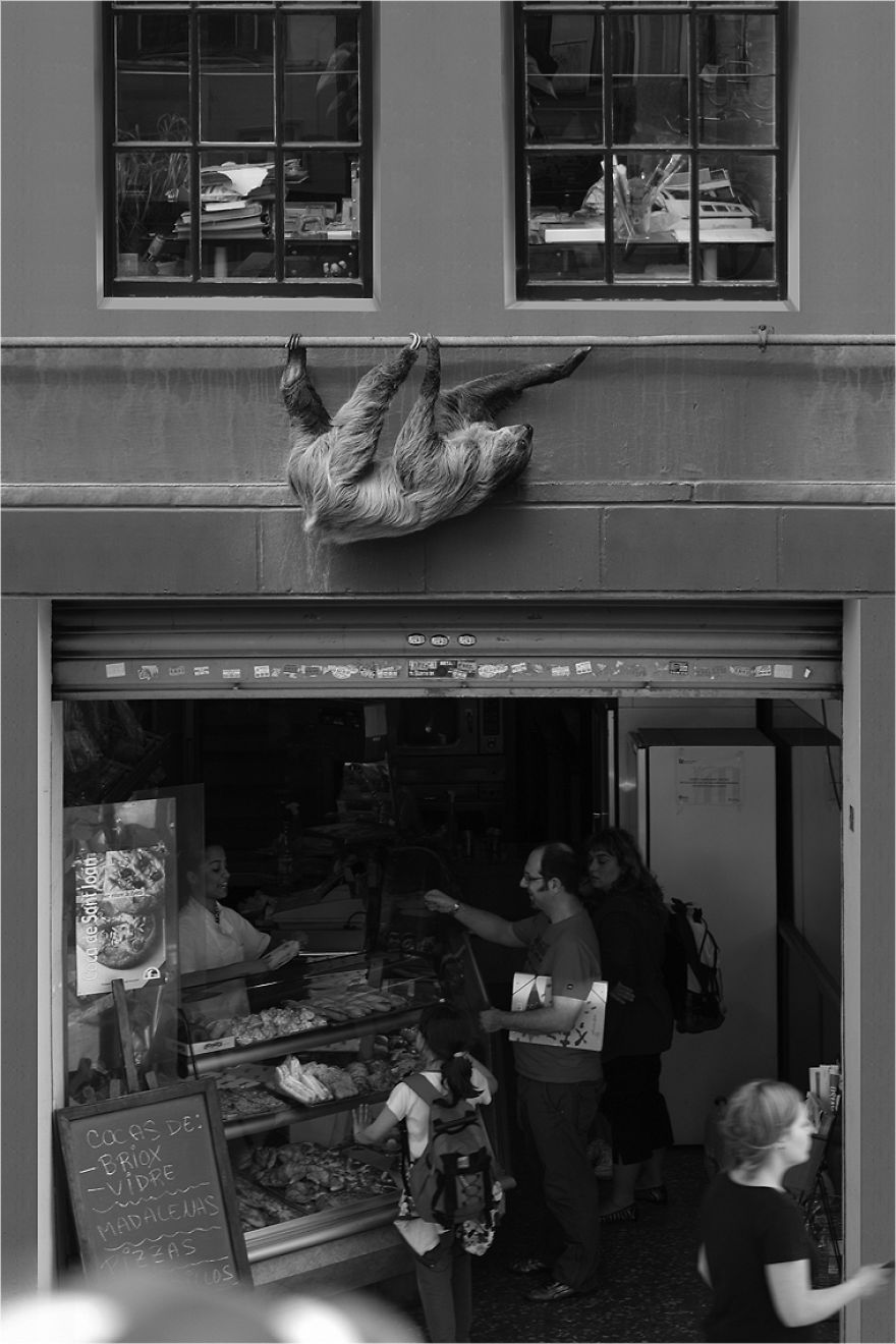 Zoo Animals Invade The Streets To Show What Tolerant Society Would Look Like Zoo Animals Invade The Streets To Show What Tolerant Society Would Look Like