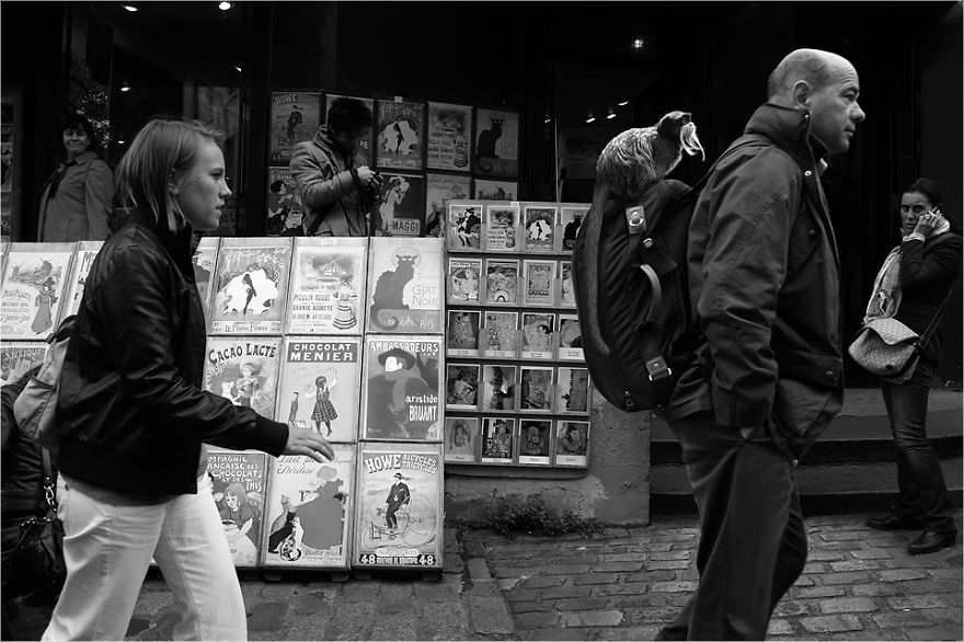 Zoo Animals Invade The Streets To Show What Tolerant Society Would Look Like Zoo Animals Invade The Streets To Show What Tolerant Society Would Look Like
