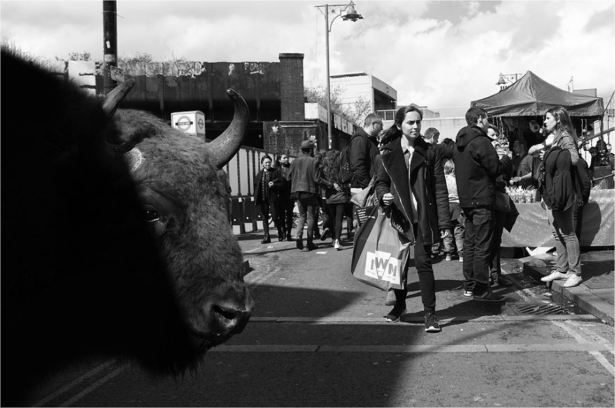 Zoo Animals Invade The Streets To Show What Tolerant Society Would Look Like Zoo Animals Invade The Streets To Show What Tolerant Society Would Look Like