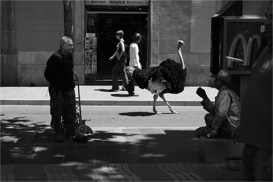 Zoo Animals Invade The Streets To Show What Tolerant Society Would Look Like Zoo Animals Invade The Streets To Show What Tolerant Society Would Look Like