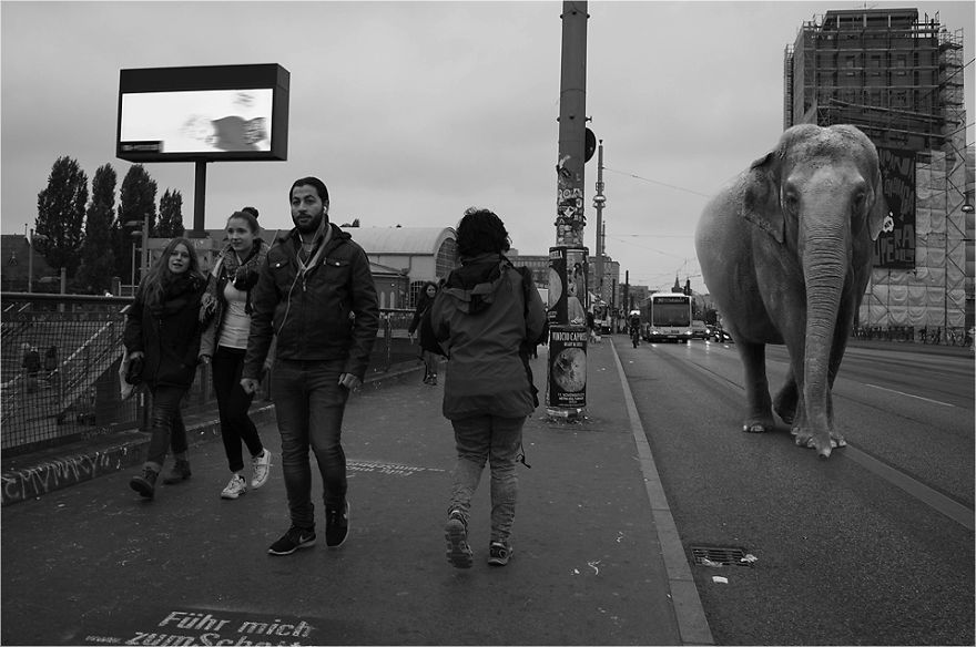 Zoo Animals Invade The Streets To Show What Tolerant Society Would Look Like Zoo Animals Invade The Streets To Show What Tolerant Society Would Look Like