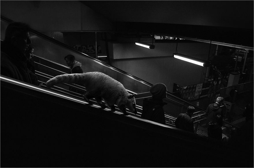 Zoo Animals Invade The Streets To Show What Tolerant Society Would Look Like Zoo Animals Invade The Streets To Show What Tolerant Society Would Look Like