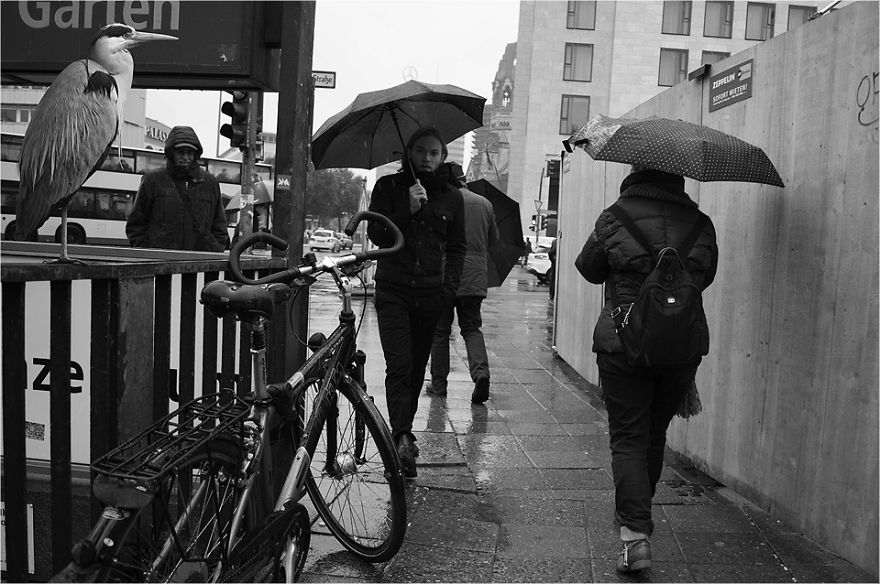 Zoo Animals Invade The Streets To Show What Tolerant Society Would Look Like Zoo Animals Invade The Streets To Show What Tolerant Society Would Look Like
