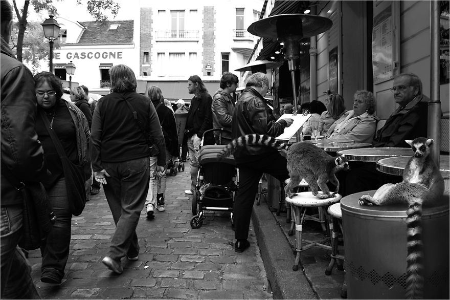 Zoo Animals Invade The Streets To Show What Tolerant Society Would Look Like Zoo Animals Invade The Streets To Show What Tolerant Society Would Look Like