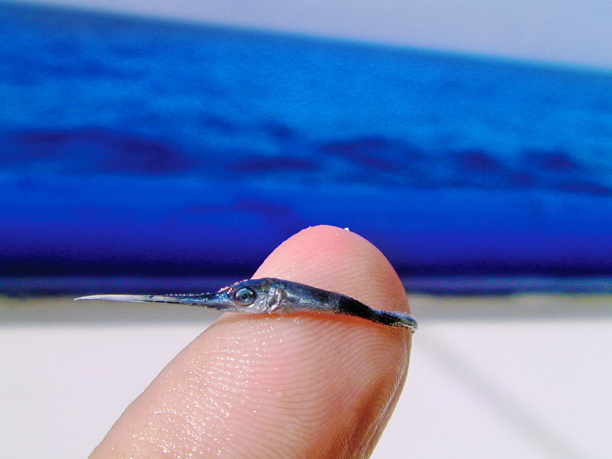Marine Biologist Shows What A Baby Swordfish Looks Like Marine Biologist Shows What A Baby Swordfish Looks Like