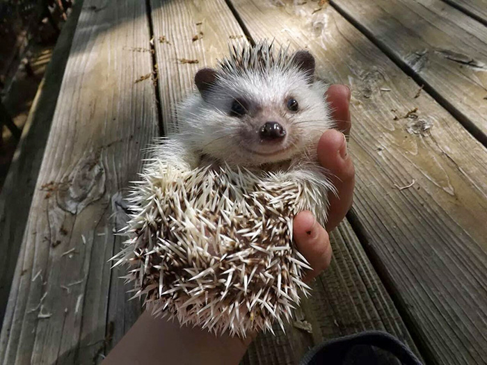 50 Adorable Pics To Celebrate Hedgehog Day 50 Adorable Pics To Celebrate Hedgehog Day