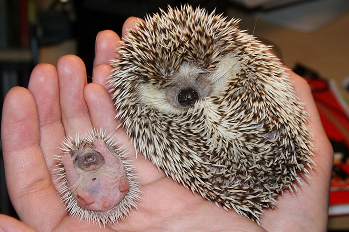 50 Adorable Pics To Celebrate Hedgehog Day 50 Adorable Pics To Celebrate Hedgehog Day