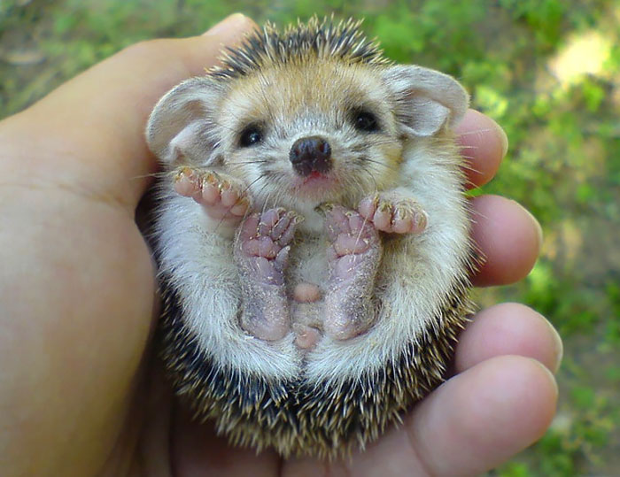 50 Adorable Pics To Celebrate Hedgehog Day 50 Adorable Pics To Celebrate Hedgehog Day