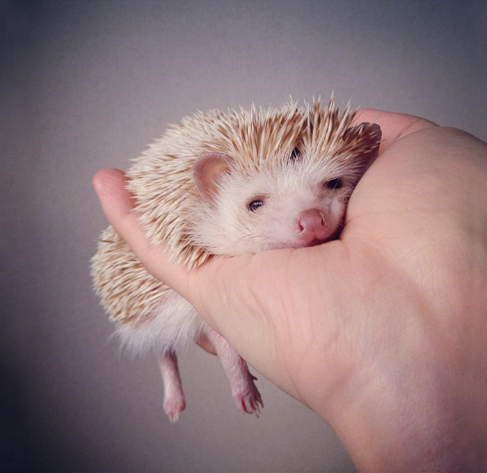 50 Adorable Pics To Celebrate Hedgehog Day 50 Adorable Pics To Celebrate Hedgehog Day