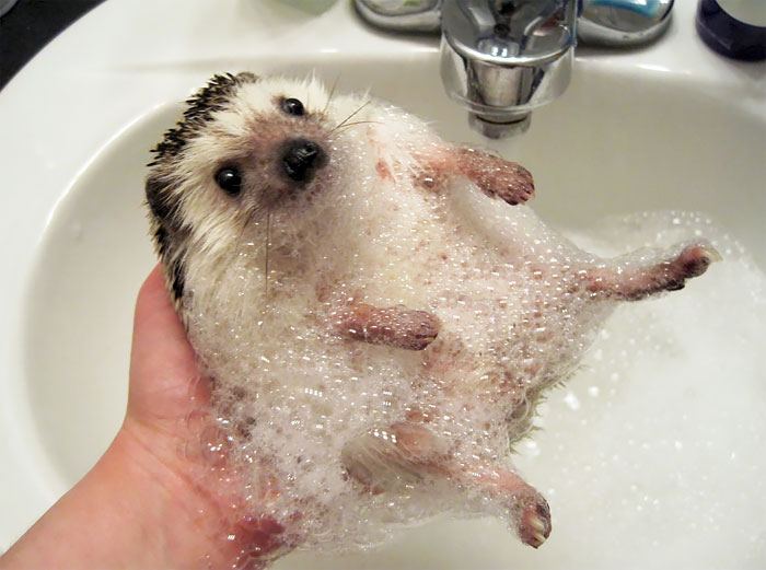 50 Adorable Pics To Celebrate Hedgehog Day 50 Adorable Pics To Celebrate Hedgehog Day