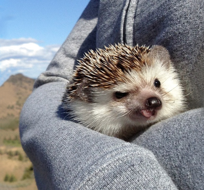 50 Adorable Pics To Celebrate Hedgehog Day 50 Adorable Pics To Celebrate Hedgehog Day