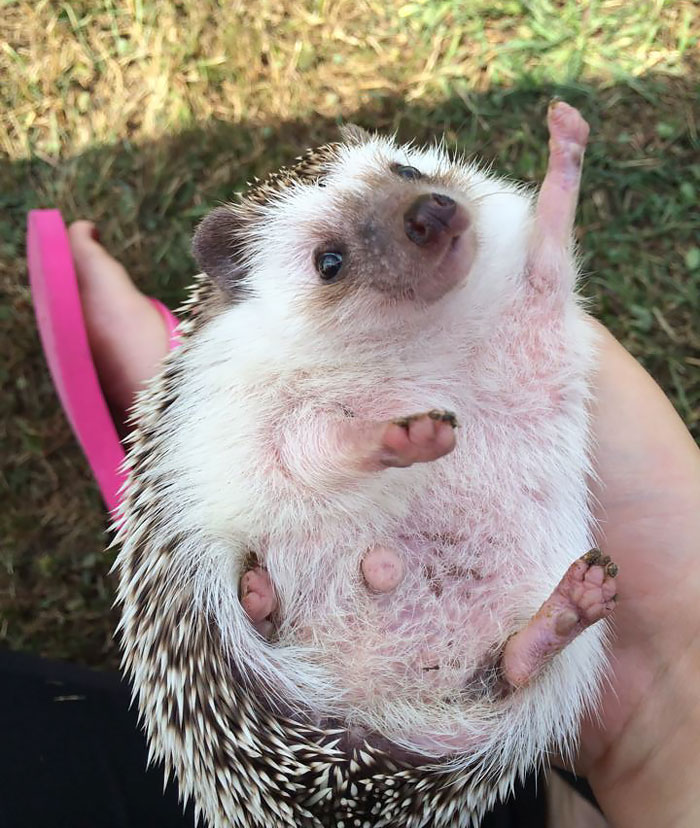 50 Adorable Pics To Celebrate Hedgehog Day 50 Adorable Pics To Celebrate Hedgehog Day