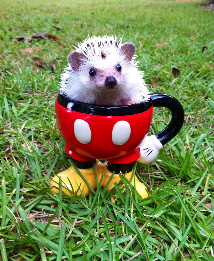 50 Adorable Pics To Celebrate Hedgehog Day 50 Adorable Pics To Celebrate Hedgehog Day