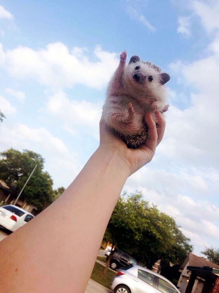 50 Adorable Pics To Celebrate Hedgehog Day 50 Adorable Pics To Celebrate Hedgehog Day