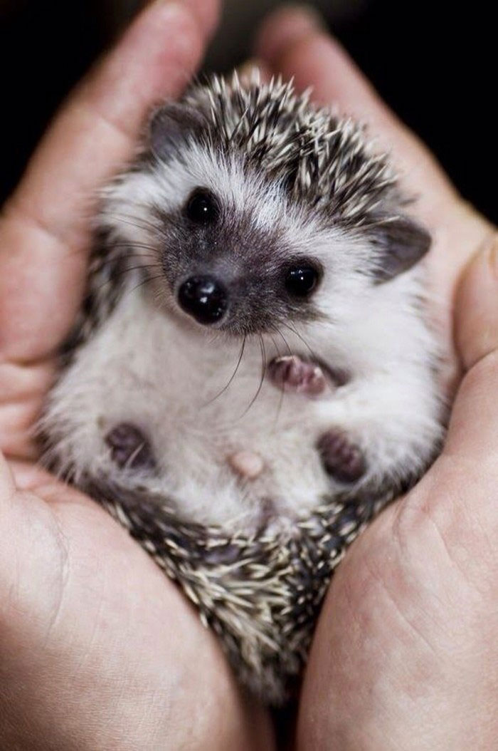 50 Adorable Pics To Celebrate Hedgehog Day 50 Adorable Pics To Celebrate Hedgehog Day