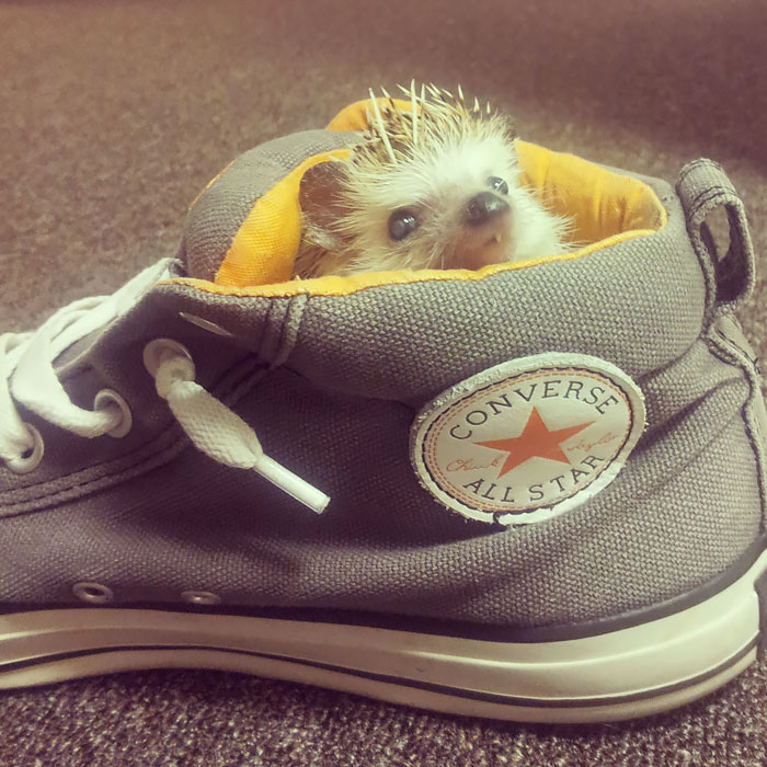 50 Adorable Pics To Celebrate Hedgehog Day 50 Adorable Pics To Celebrate Hedgehog Day