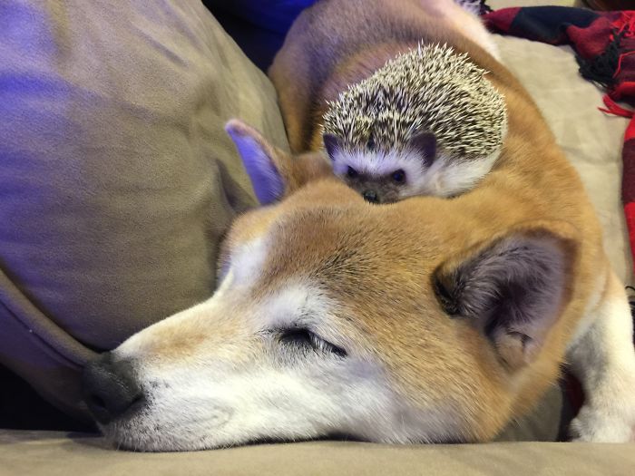 50 Adorable Pics To Celebrate Hedgehog Day 50 Adorable Pics To Celebrate Hedgehog Day