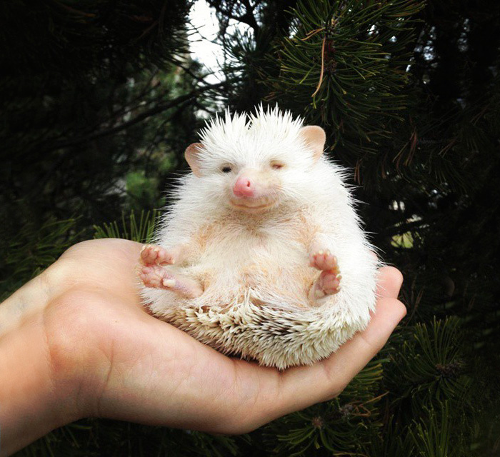 50 Adorable Pics To Celebrate Hedgehog Day 50 Adorable Pics To Celebrate Hedgehog Day