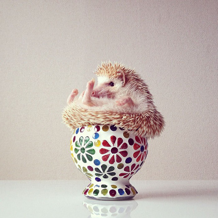 50 Adorable Pics To Celebrate Hedgehog Day 50 Adorable Pics To Celebrate Hedgehog Day