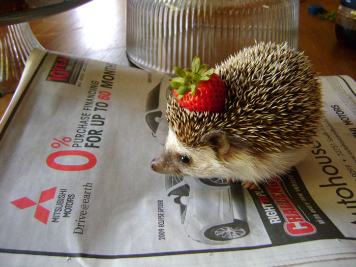 50 Adorable Pics To Celebrate Hedgehog Day 50 Adorable Pics To Celebrate Hedgehog Day