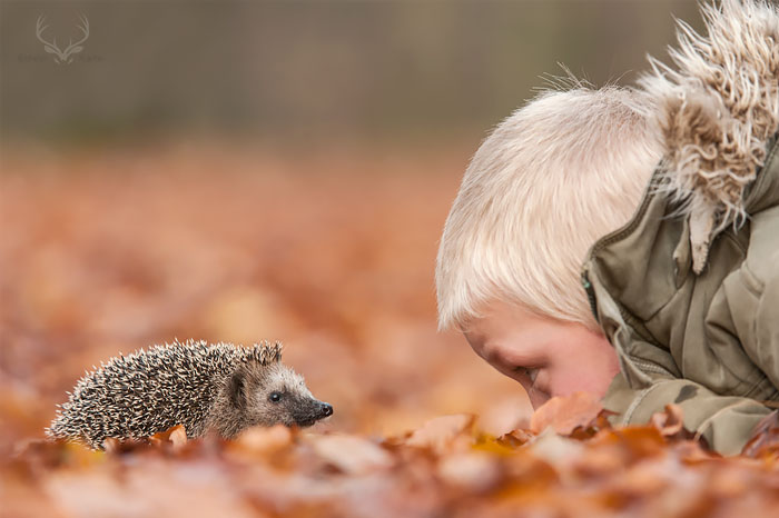50 Adorable Pics To Celebrate Hedgehog Day 50 Adorable Pics To Celebrate Hedgehog Day