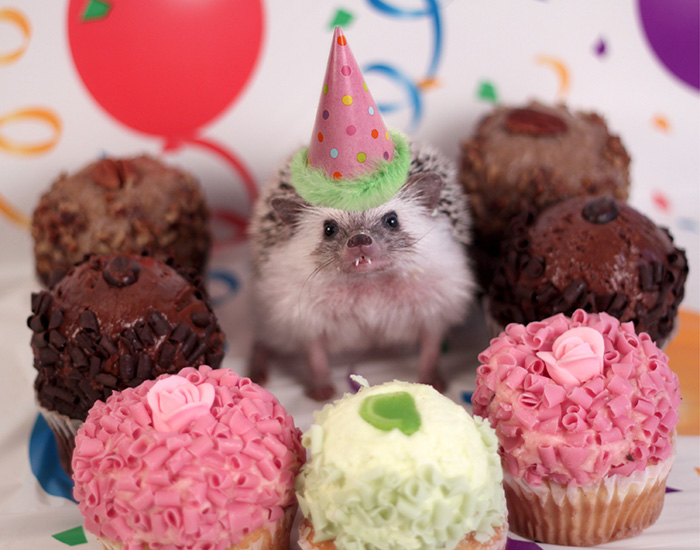 50 Adorable Pics To Celebrate Hedgehog Day 50 Adorable Pics To Celebrate Hedgehog Day