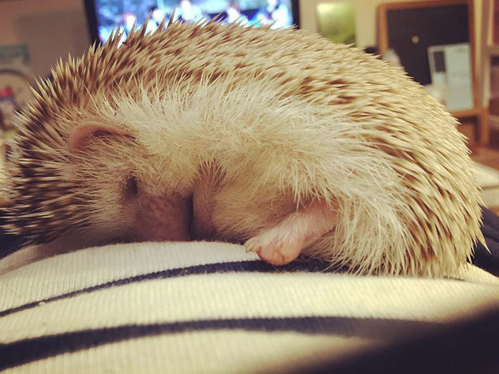 50 Adorable Pics To Celebrate Hedgehog Day 50 Adorable Pics To Celebrate Hedgehog Day
