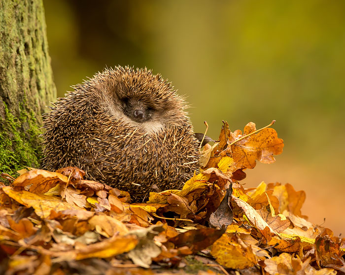 50 Adorable Pics To Celebrate Hedgehog Day 50 Adorable Pics To Celebrate Hedgehog Day