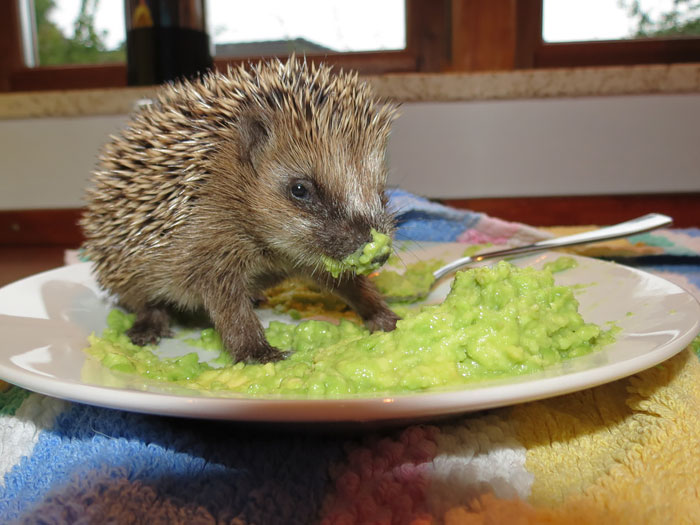 50 Adorable Pics To Celebrate Hedgehog Day 50 Adorable Pics To Celebrate Hedgehog Day