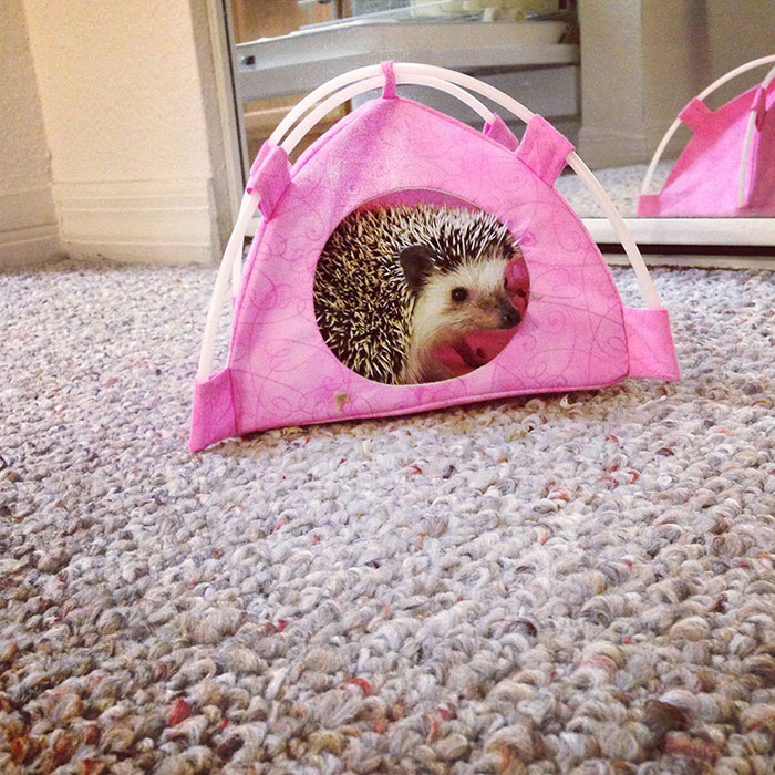 50 Adorable Pics To Celebrate Hedgehog Day 50 Adorable Pics To Celebrate Hedgehog Day