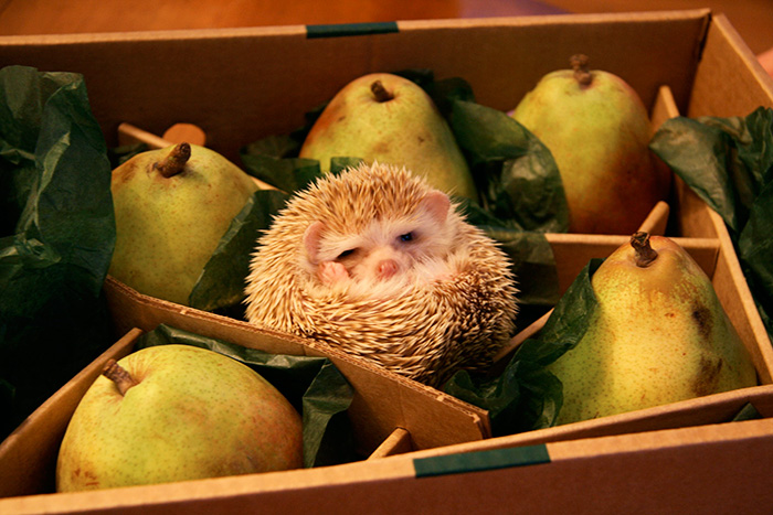 50 Adorable Pics To Celebrate Hedgehog Day 50 Adorable Pics To Celebrate Hedgehog Day