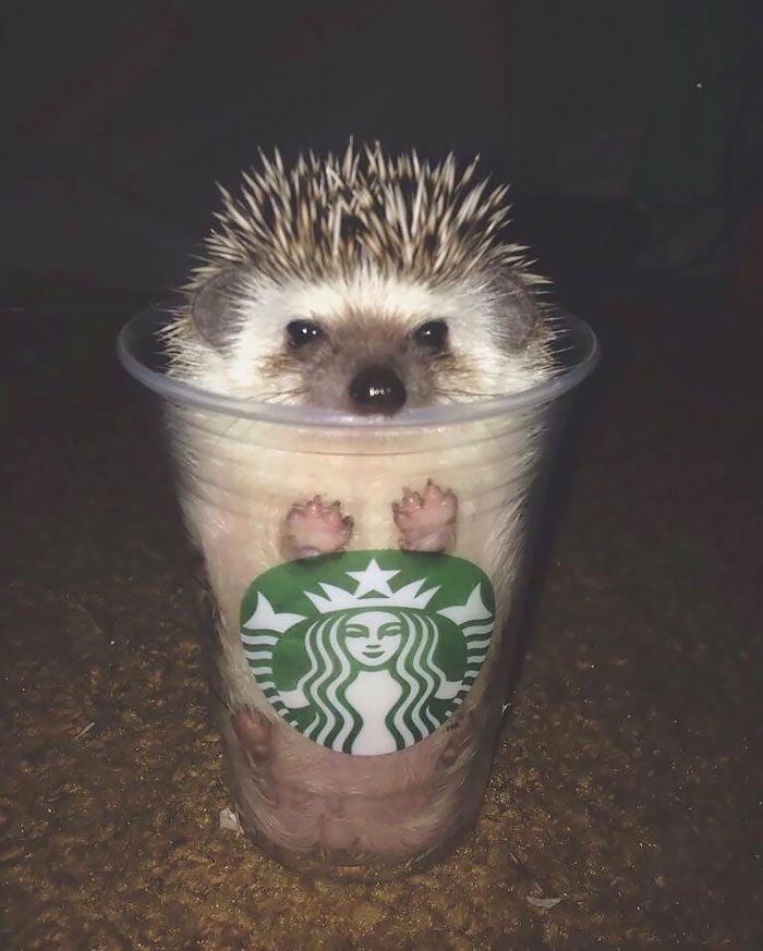 50 Adorable Pics To Celebrate Hedgehog Day 50 Adorable Pics To Celebrate Hedgehog Day
