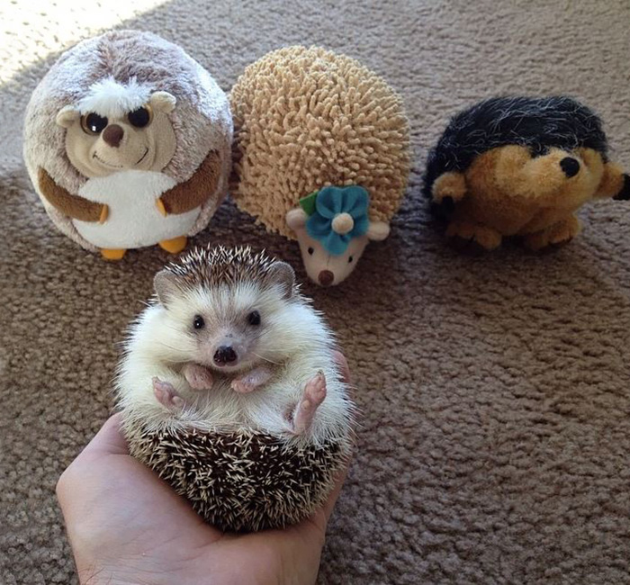 50 Adorable Pics To Celebrate Hedgehog Day 50 Adorable Pics To Celebrate Hedgehog Day