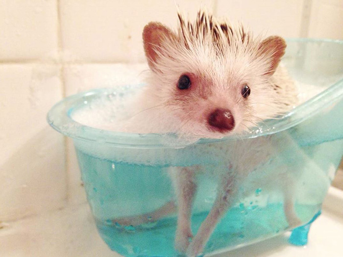 50 Adorable Pics To Celebrate Hedgehog Day 50 Adorable Pics To Celebrate Hedgehog Day