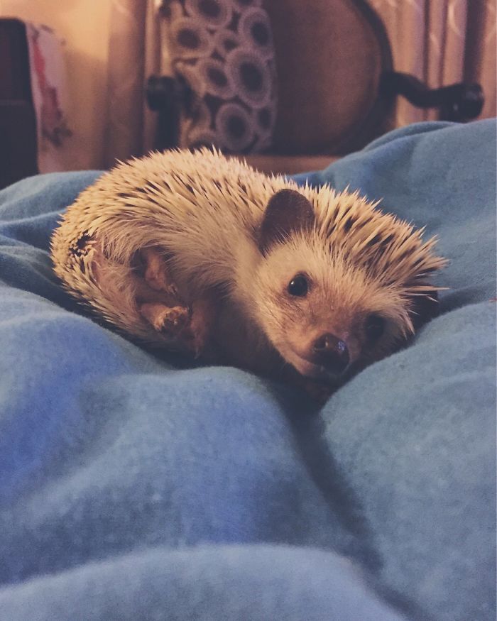 50 Adorable Pics To Celebrate Hedgehog Day 50 Adorable Pics To Celebrate Hedgehog Day