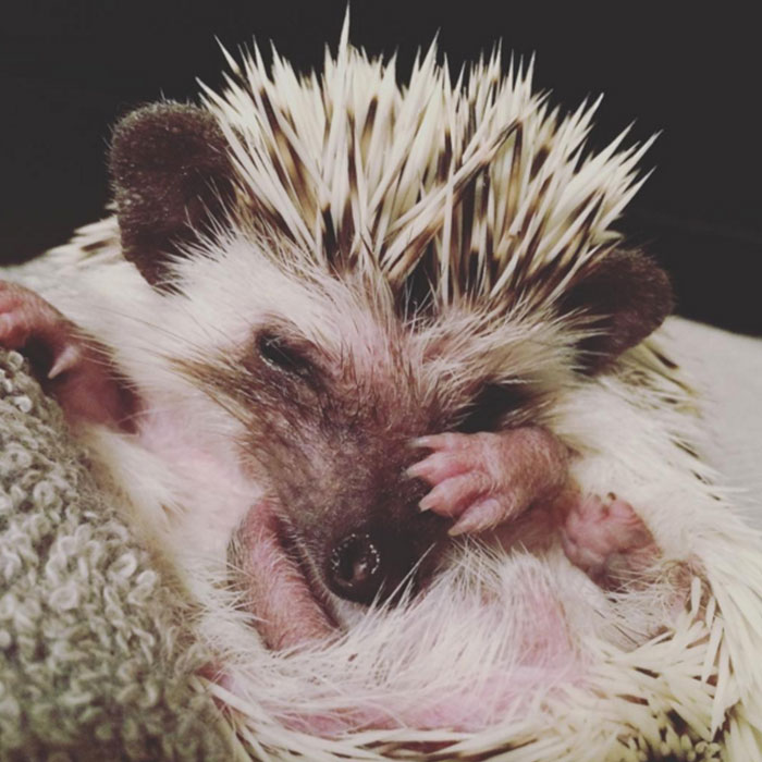 50 Adorable Pics To Celebrate Hedgehog Day 50 Adorable Pics To Celebrate Hedgehog Day