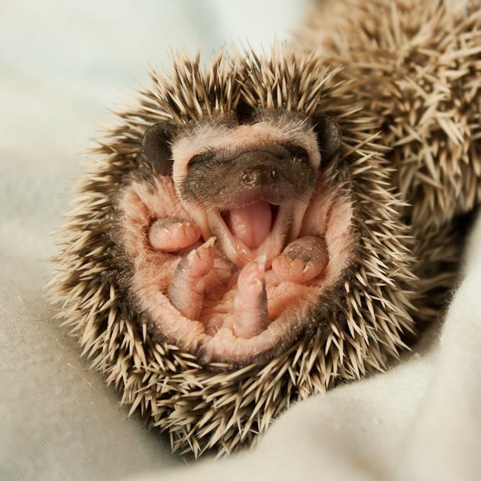 50 Adorable Pics To Celebrate Hedgehog Day 50 Adorable Pics To Celebrate Hedgehog Day