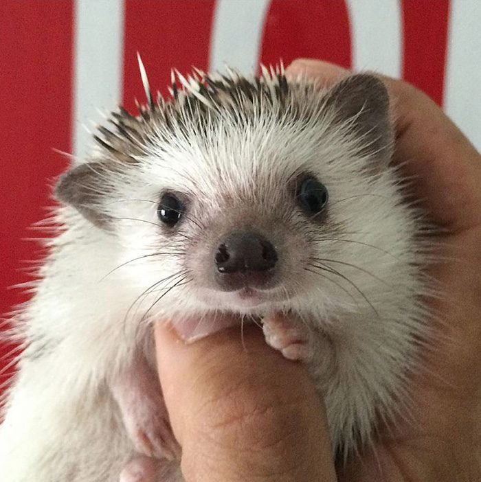 50 Adorable Pics To Celebrate Hedgehog Day 50 Adorable Pics To Celebrate Hedgehog Day