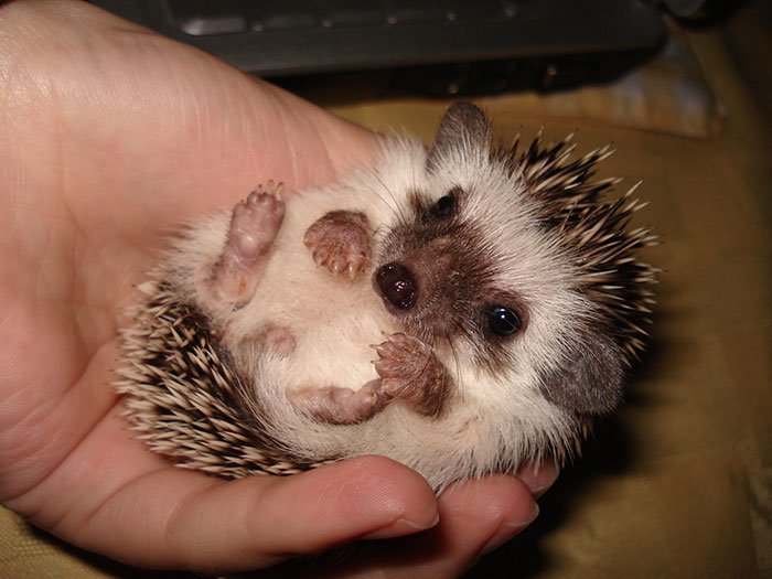 50 Adorable Pics To Celebrate Hedgehog Day 50 Adorable Pics To Celebrate Hedgehog Day