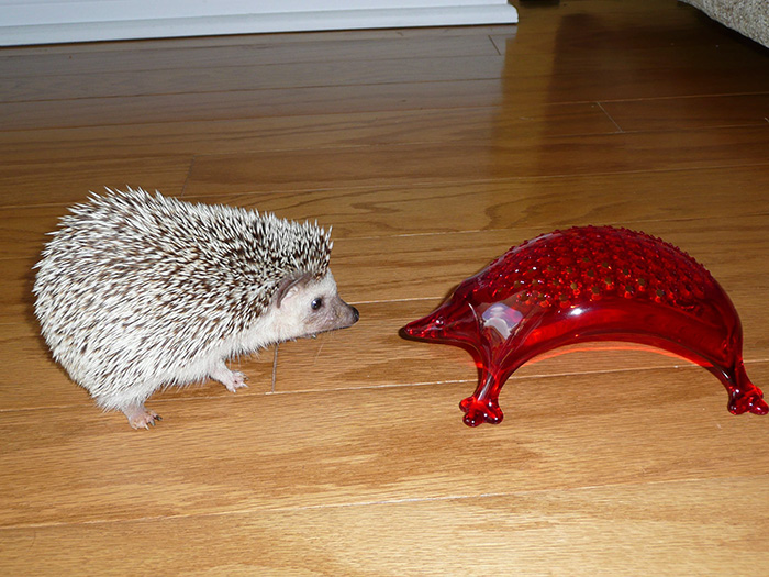 50 Adorable Pics To Celebrate Hedgehog Day 50 Adorable Pics To Celebrate Hedgehog Day