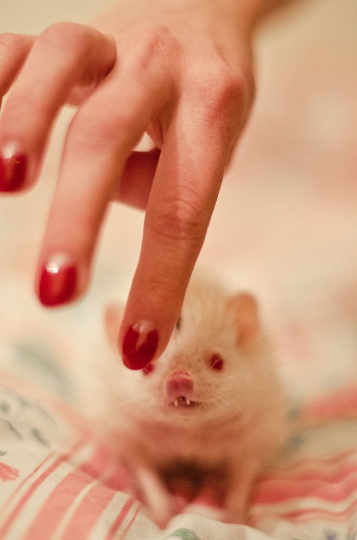 50 Adorable Pics To Celebrate Hedgehog Day 50 Adorable Pics To Celebrate Hedgehog Day