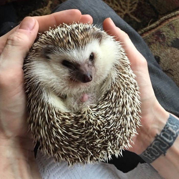 50 Adorable Pics To Celebrate Hedgehog Day 50 Adorable Pics To Celebrate Hedgehog Day
