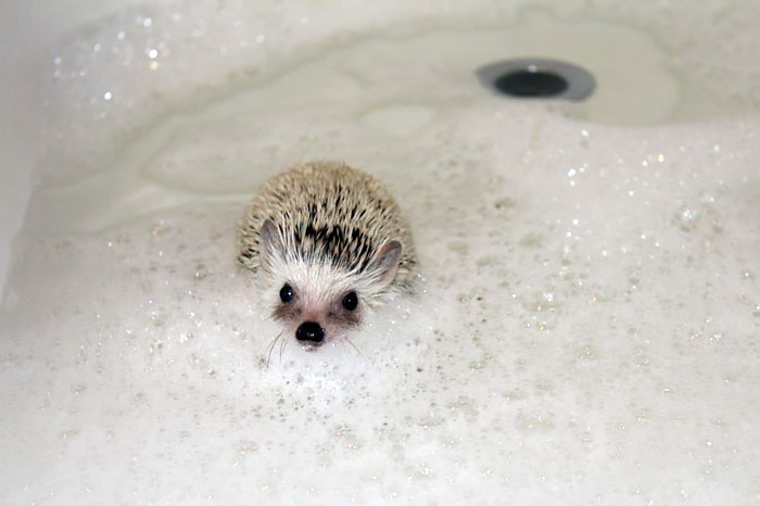 50 Adorable Pics To Celebrate Hedgehog Day 50 Adorable Pics To Celebrate Hedgehog Day