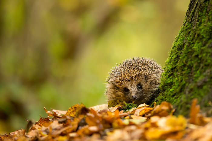 50 Adorable Pics To Celebrate Hedgehog Day 50 Adorable Pics To Celebrate Hedgehog Day