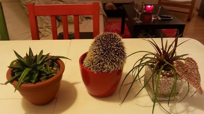 50 Adorable Pics To Celebrate Hedgehog Day 50 Adorable Pics To Celebrate Hedgehog Day