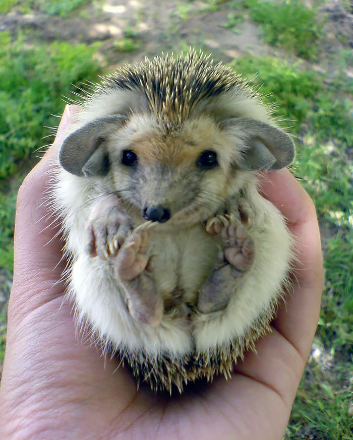 50 Adorable Pics To Celebrate Hedgehog Day 50 Adorable Pics To Celebrate Hedgehog Day