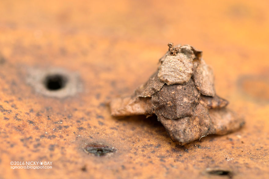 7 Mysterious Structures From The World’s Smallest Architects 7 Mysterious Structures From The World’s Smallest Architects