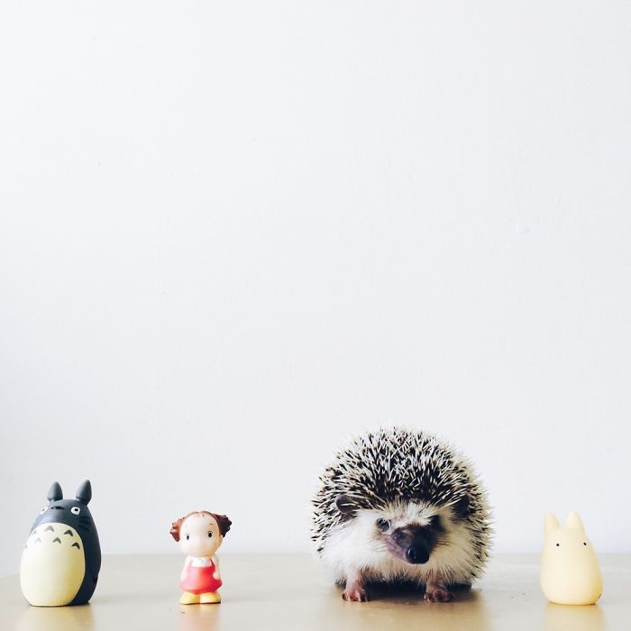 The Ordinary Lives Of Our Ordinary Hedgehogs The Ordinary Lives Of Our Ordinary Hedgehogs